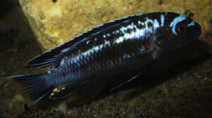 Pseudotropheus interruptus